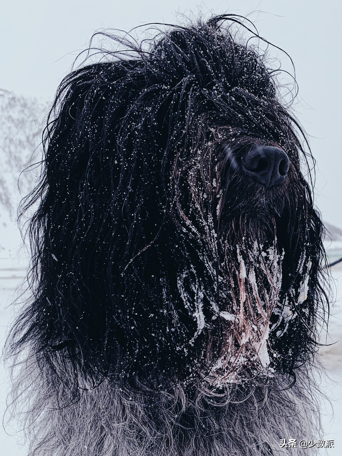 新手如何学会用苹果手机拍好照片,如何拍100张照片苹果