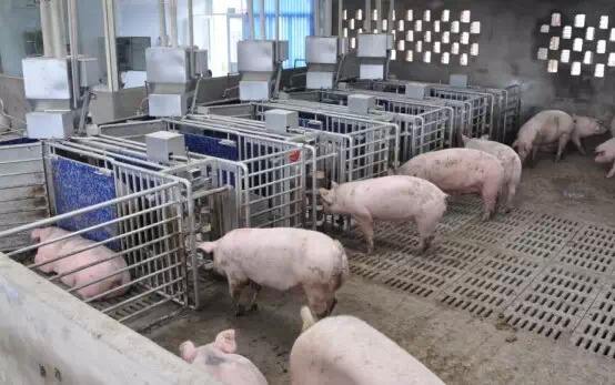 猪价走低对大型养猪企业有影响吗,养猪前景及2024年猪价预测