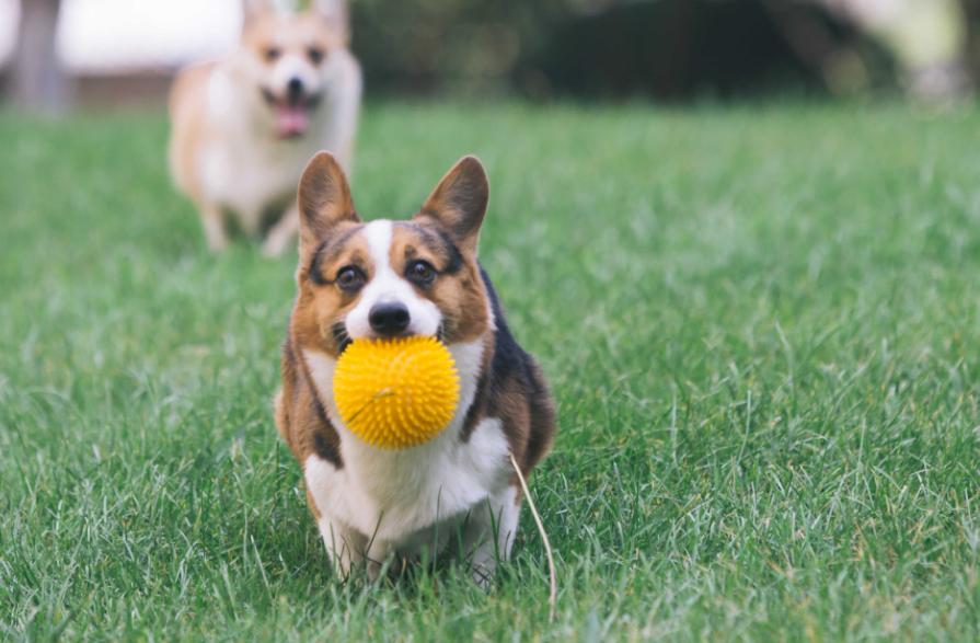 柯基养母,为什么劝你养泰迪犬不要养比熊犬