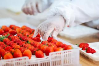 一红到底只卖一天，盒马的葲荭草莓逼疯供应商