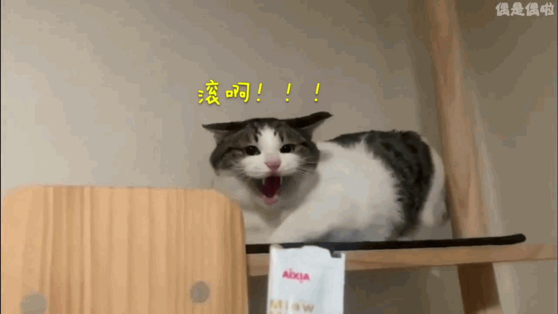 教你5招让你高冷的猫咪变得粘人,猫咪太高冷不亲近人怎么办