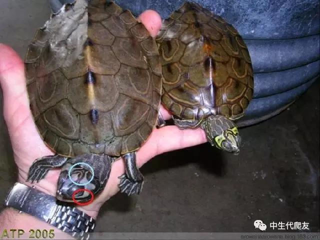 地图龟成体样子,地图龟种类及图解