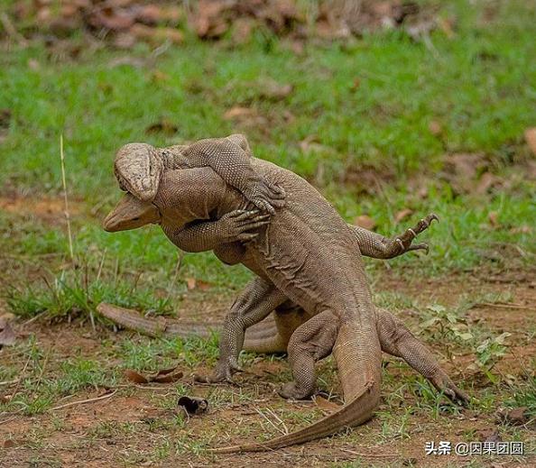 虎王拉贾孩子,虎王拉贾儿子怎么死的