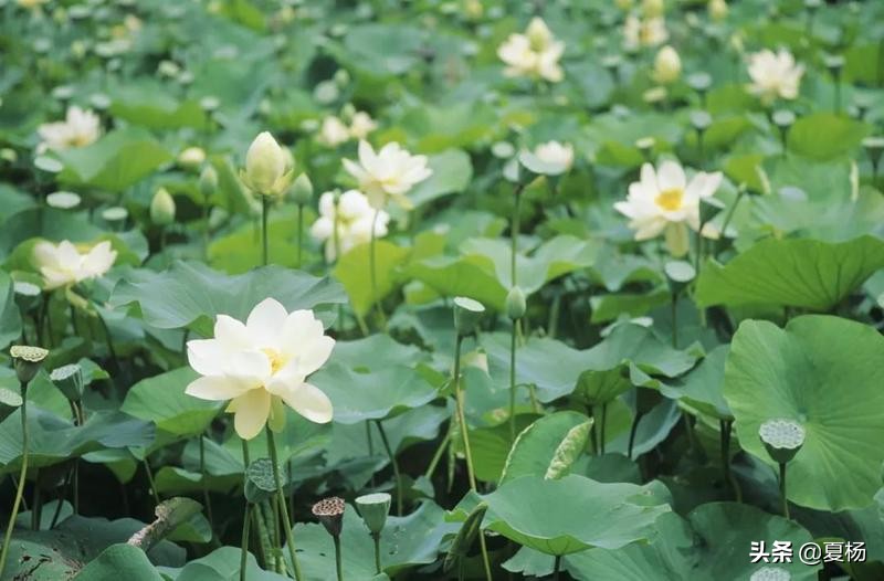 莲子埋入土里多久还可以发芽,莲子埋在泥里会发芽吗