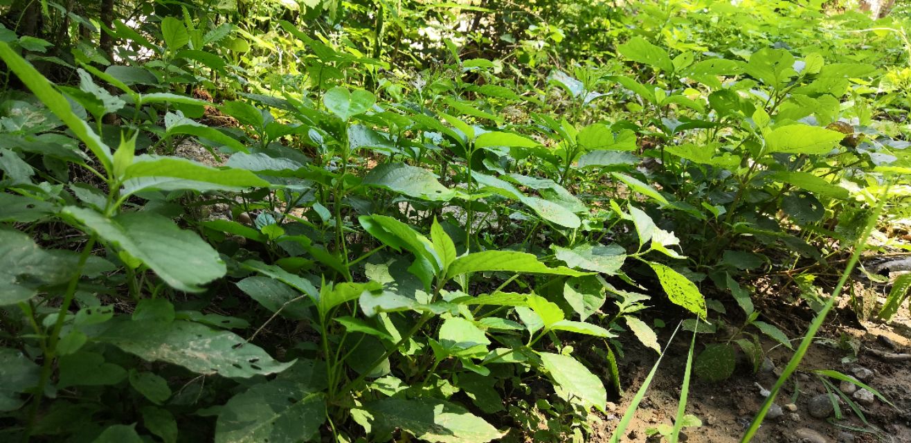 牛膝的图片,为啥叫牛膝