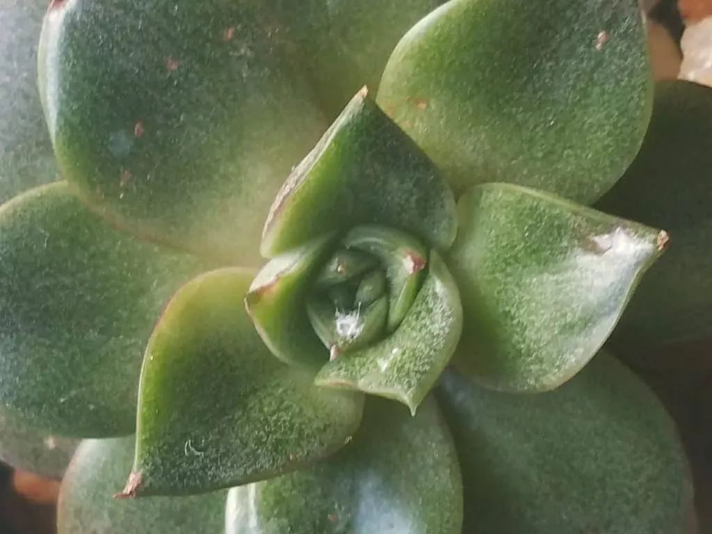 多肉植物怎样养新手入门篇,新手养多肉植物需要掌握的8点