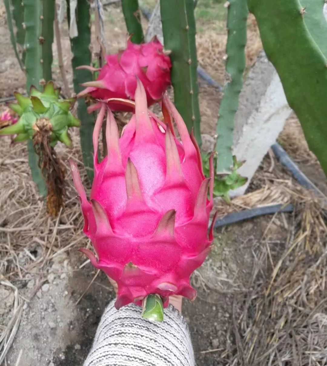 江阴附近生态园葡萄采摘,江阴申港采摘园