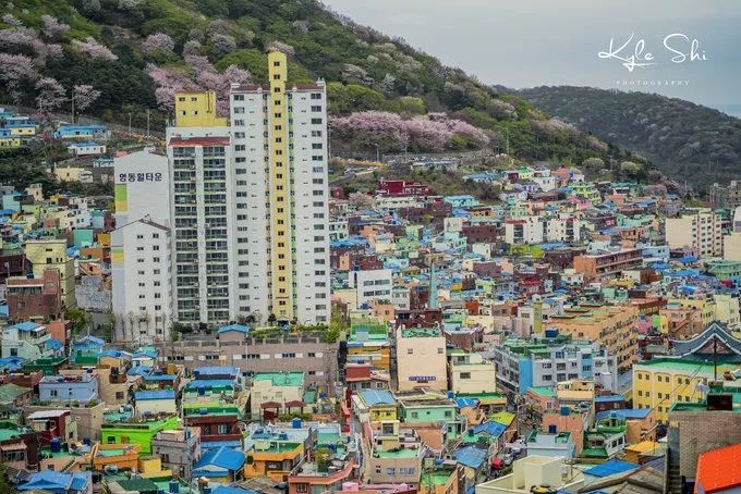 樱花季去京都怎么避免人太多,樱花季去日本旅行