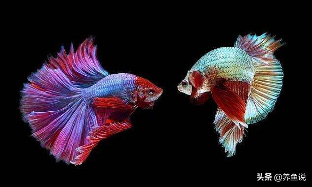 圆尾斗鱼能和泰国斗鱼杂交吗,中国斗鱼与泰国斗鱼有什么区别