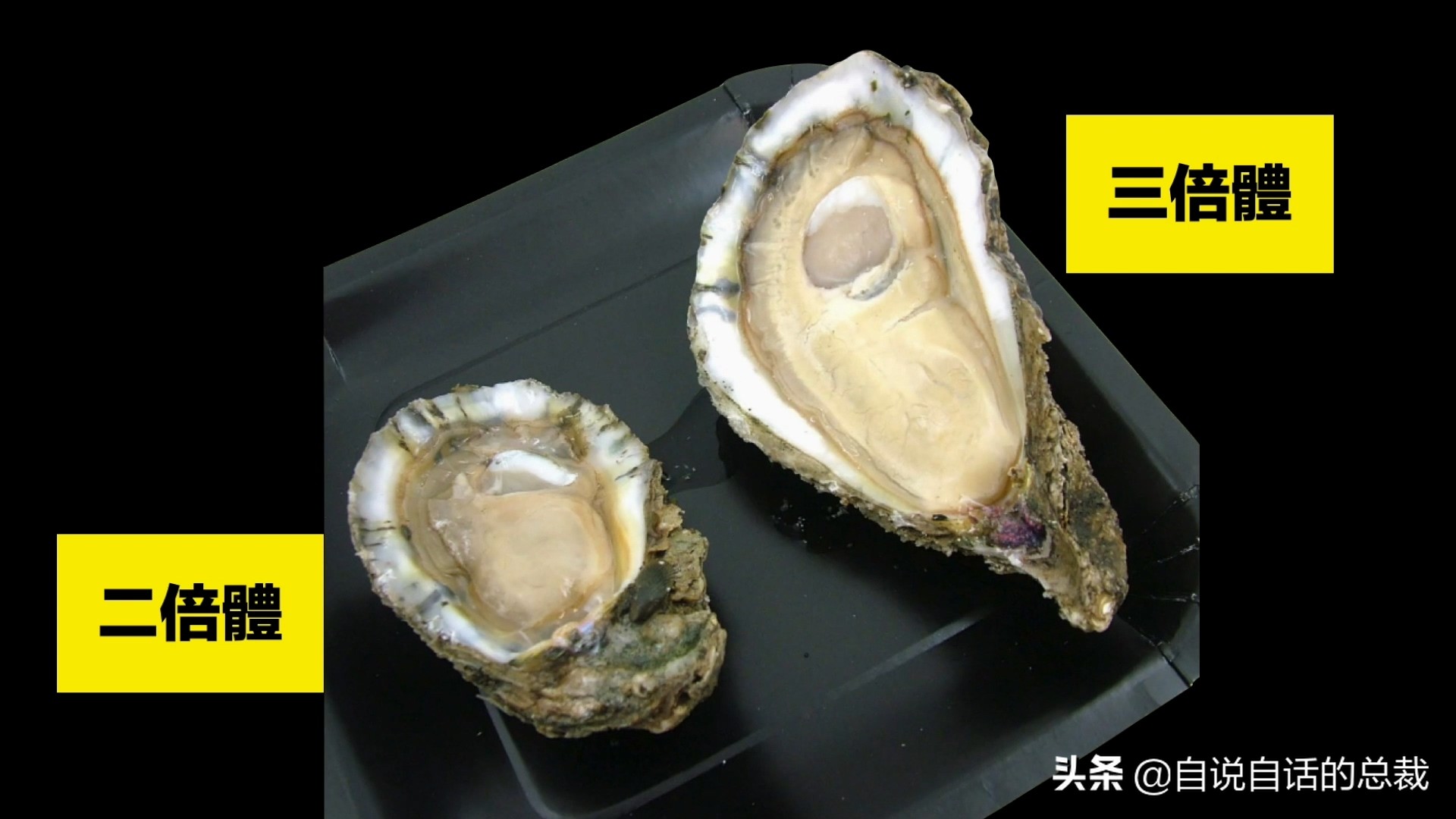 蚶蛤蛏蚬区别,蛤蜊蚶子蛏子区别