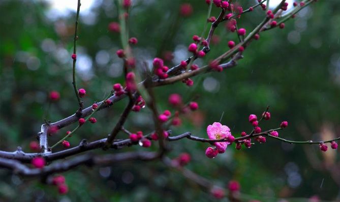 「原创诗词」侯*红庆**|笑傲枝头清骨冷此花不与百花同