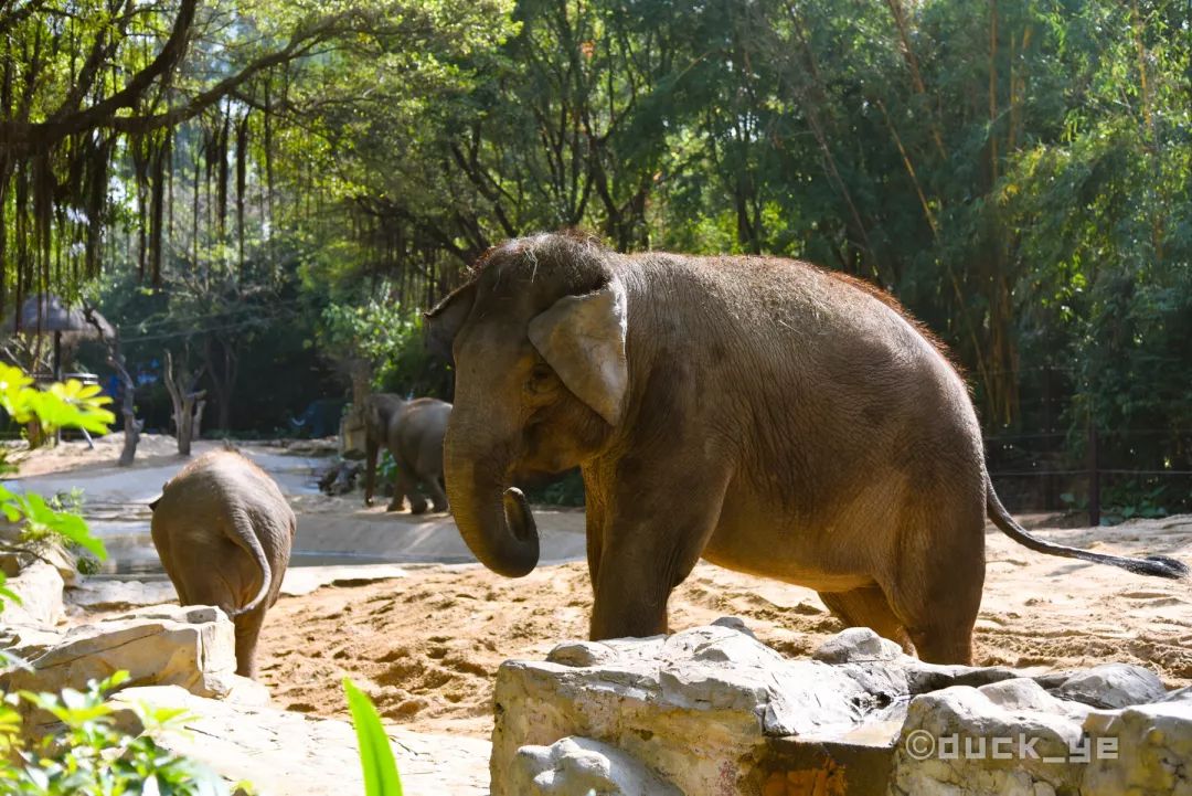 自驾长隆野生动物世界攻略,广州长隆野生动物世界旅游攻略