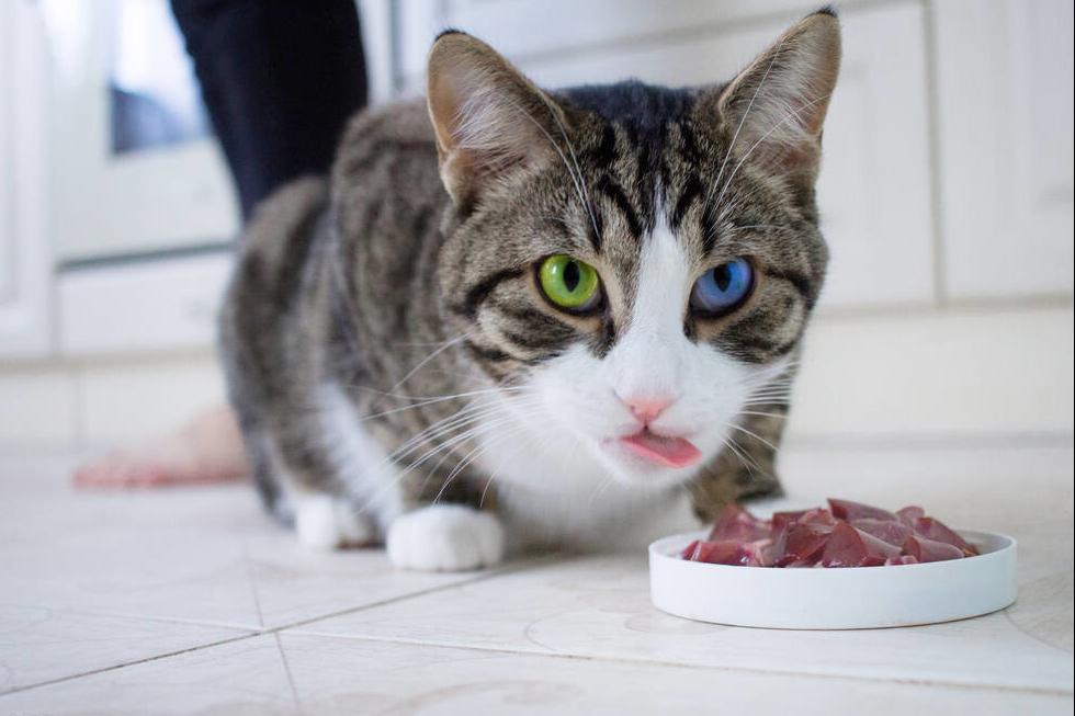 猫咪饲养日常攻略,饲养猫咪的常识和技巧