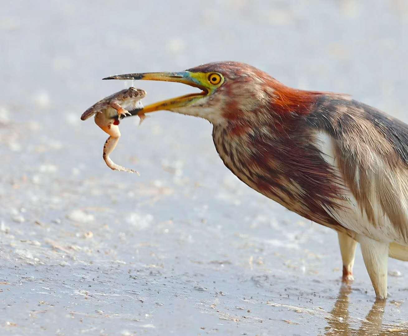 看，燕子回来了！听，杜鹃在歌唱！扬州这些地方观鸟真赞