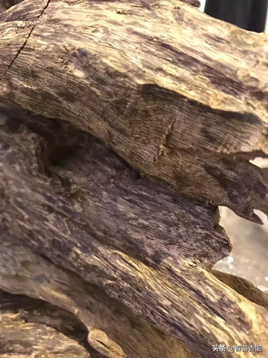 奇楠香各种品种,奇楠沉香最好最大的树