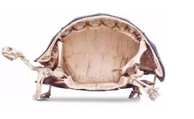 龟壳里面有几个夜明珠,龟壳里面真的有夜明珠