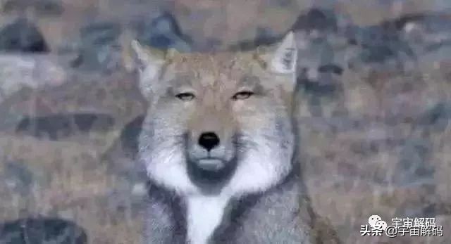 这些动物小时候太可爱简直萌化了,世界十大最受欢迎的动物