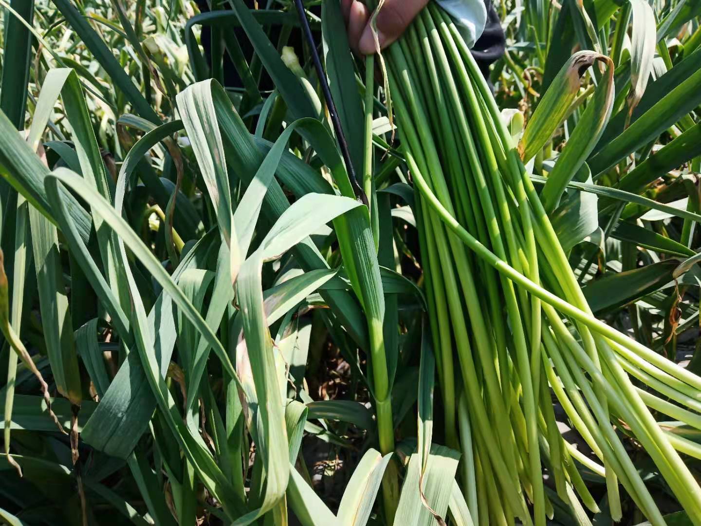 怎样采蒜苔,怎么抽蒜薹才能高产