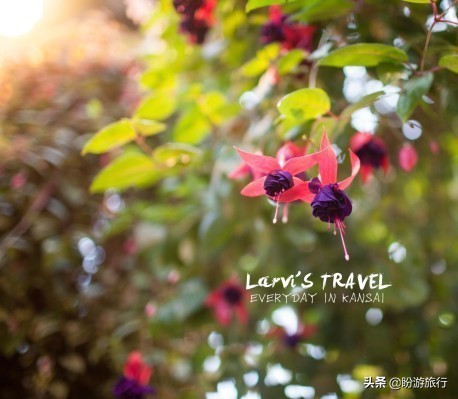 关西白滨自由行攻略,日本自由行攻略大阪温泉