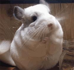 盘点二次元猫咪 (可爱二次元猫咪大全)