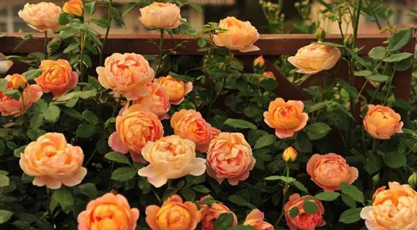 人养花花,人养花花养人哪些花养人