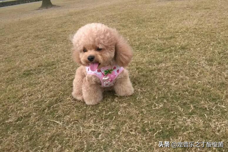 泰迪犬呕吐原因,泰迪犬总是要呕吐是怎么回事