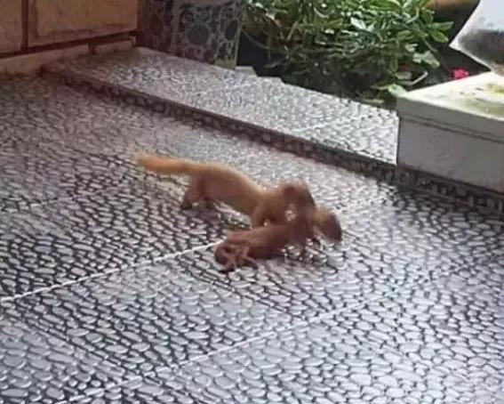 北京的黄鼠狼,北京市区黄鼠狼