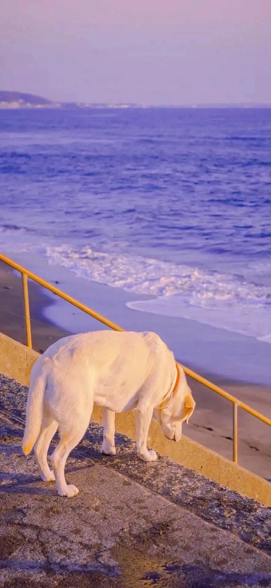 小米11ultra背屏壁纸怎么换,小米11ultra副屏壁纸推荐