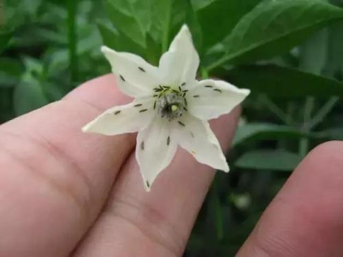 豆角怎样防治病虫害才能高产稳产,豆角前期预防各种病害