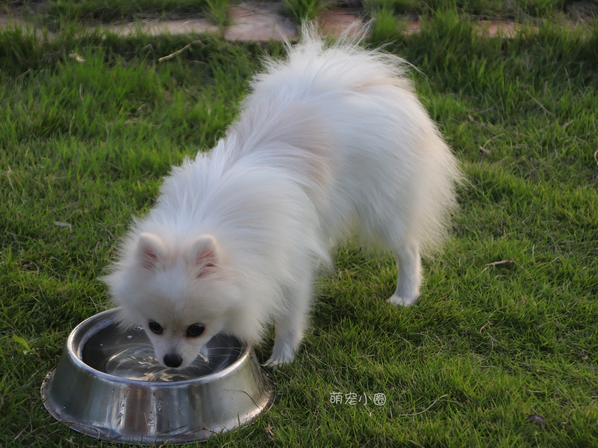 宠主们这8种水不能长期给狗狗喝，兽医表示：长期喝等于慢性自杀