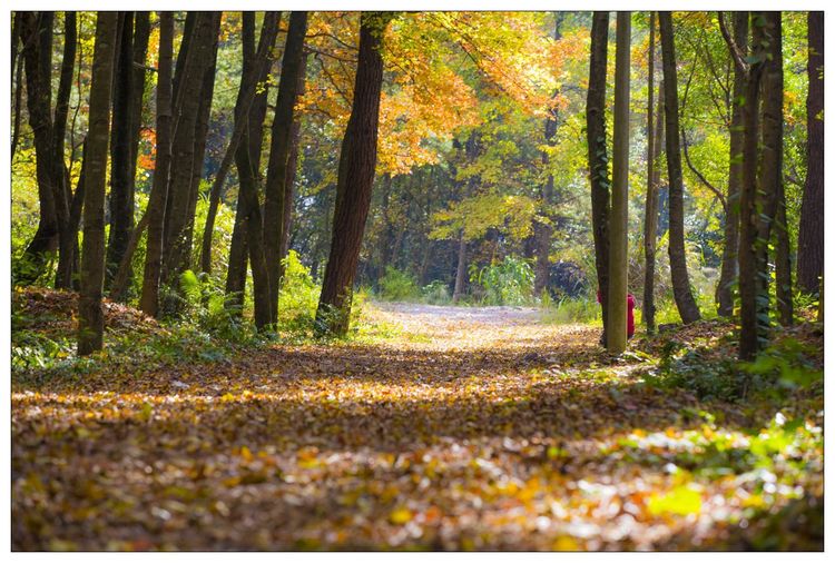 秋韵温柔岁月，冬情惊艳时光