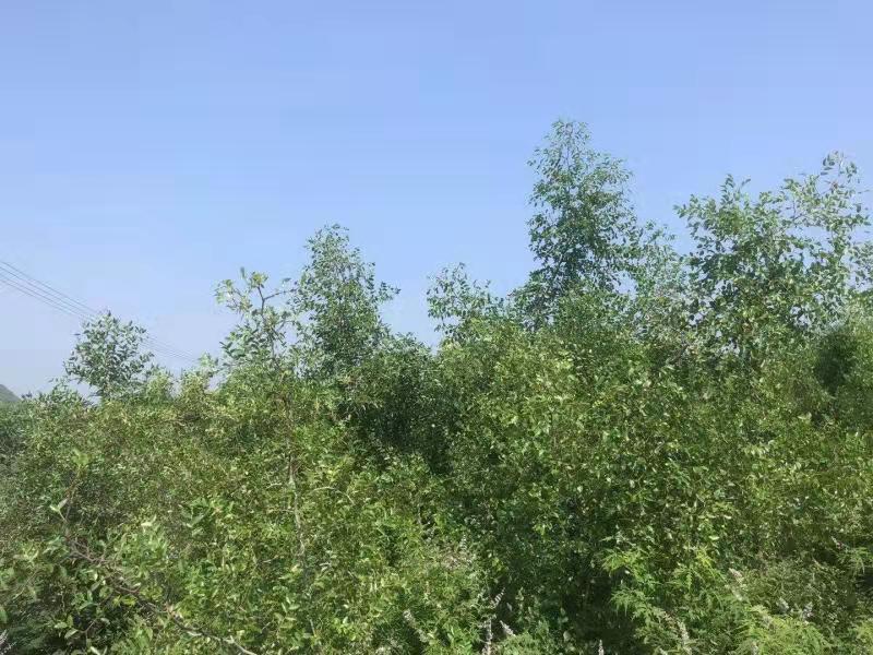 满山遍地小酸枣,野生的小酸枣