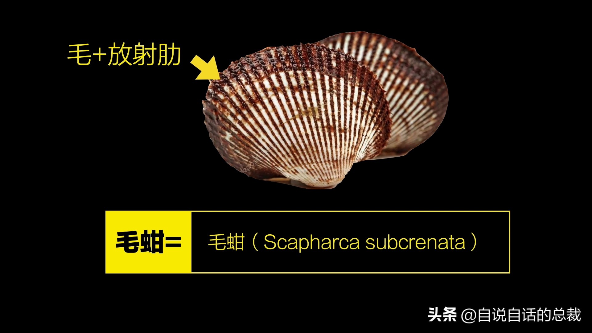 海鲜蛤蜊与蛤蜊区分,蛏子与小人蚬的区别