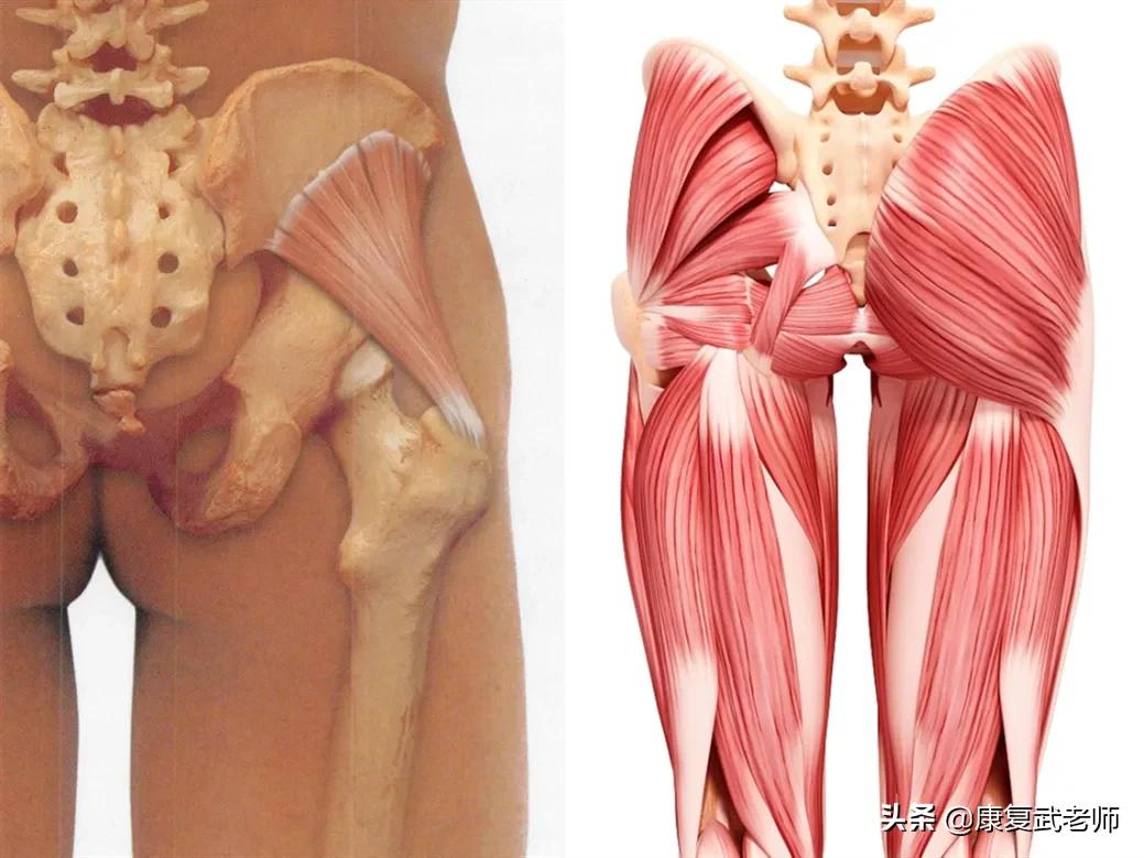 臀部肌群解剖详细讲解,臀部肌功能解剖