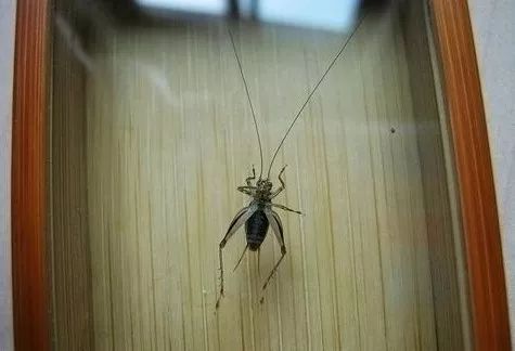 鸣虫金蛉子,金蛉子鸣虫专卖