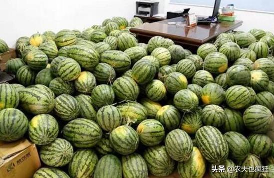 西瓜几毛钱卖不出去,瓜农卖西瓜为何才2毛一斤