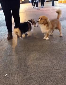 柯基和柯基生出的宝宝长得像吗,来看看柯基强大的基因