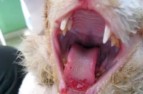 猫鼻支是怎么诊断的，又该怎么办呢？|猫鼻支治疗方法一览