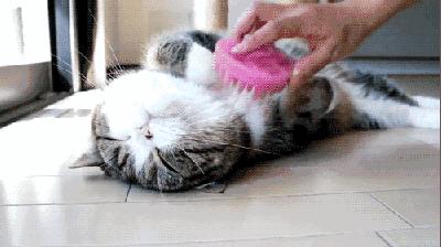 猫咪下巴毛变黄,猫咪眉中间的毛变黄