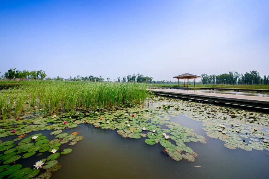 山东王屋湖国家湿地公园,山东最美湿地公园