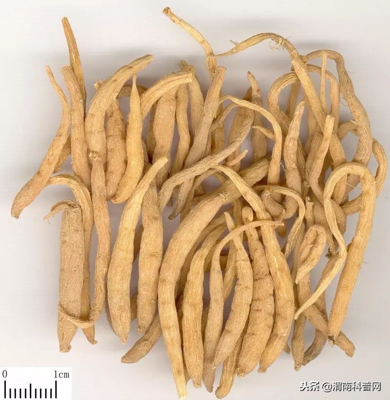 带参的中草药都有哪几种,中药带参字的都有哪几种