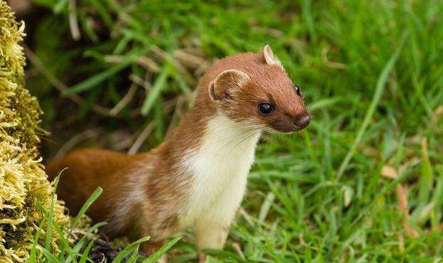 为什么老人说不能打黄鼠狼,为什么老人说黄鼠狼不能杀