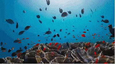 胶原蛋白真实测评打假,胶原蛋白真相大求真