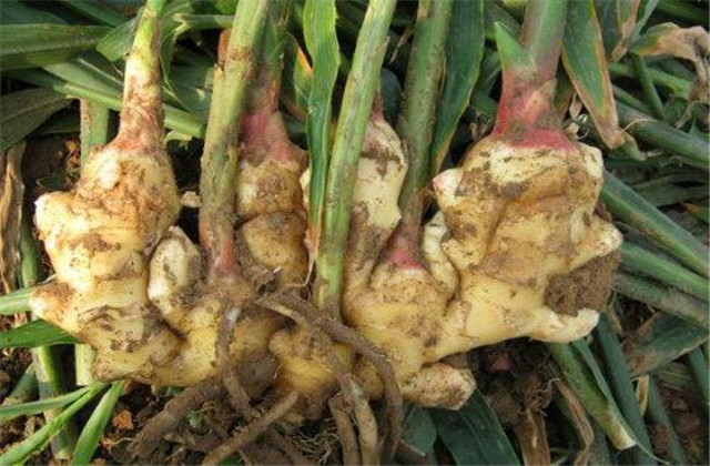 无公害生姜种植投资成本,生姜高产栽培技术