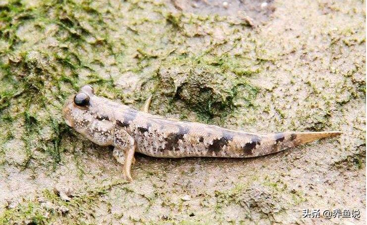 鍘熺楸煎彉鎴愯璧忛奔,绁為奔杩涘寲