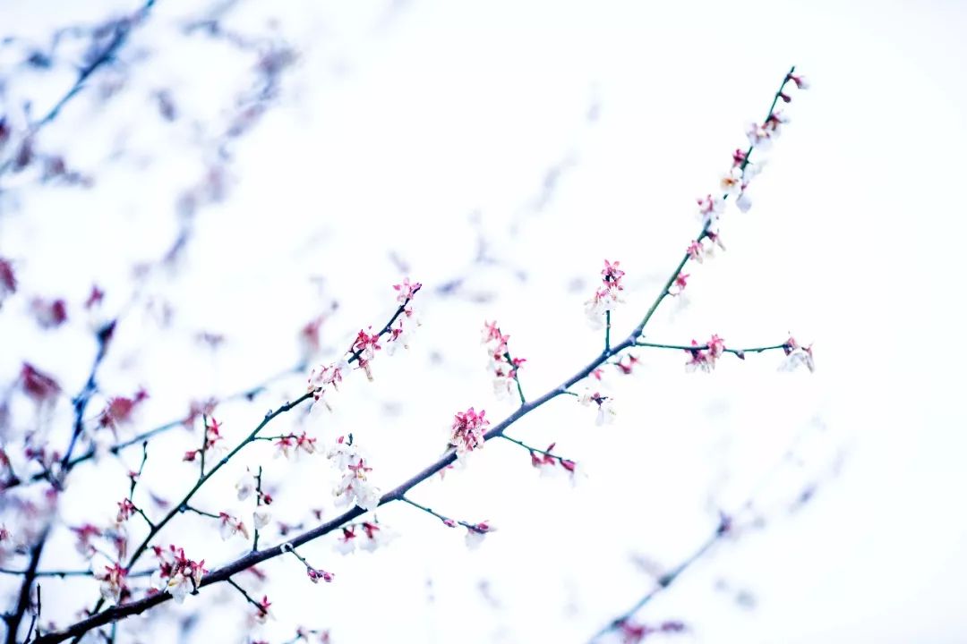 杭州孤山梅园图片,杭州赏梅园