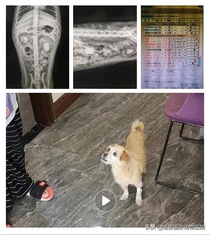 难以言说的疼完整版,猫咪肾结石的症状都有什么