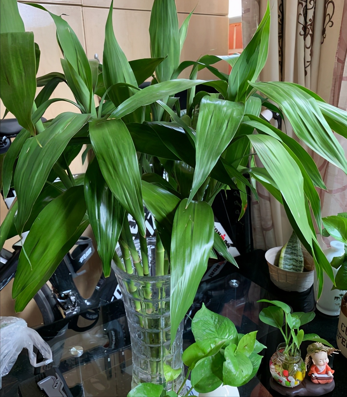 十种最旺客厅花,6种转运花