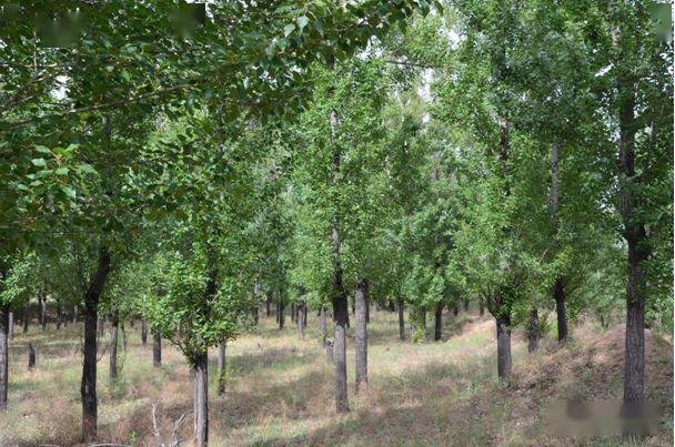 忻州花卉植物园,山西原平植物园
