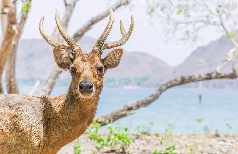 粉色沙滩巴厘岛,巴厘岛十大免签景点